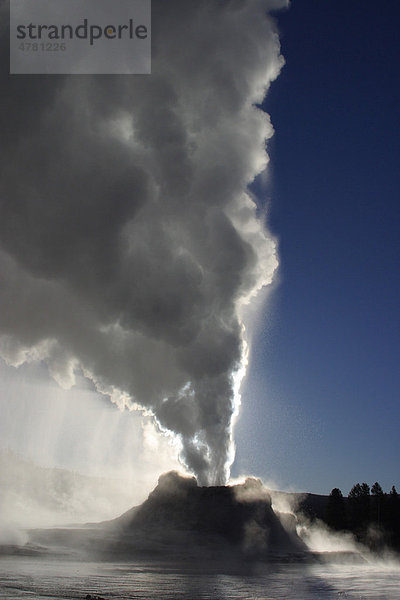 Ausbruch des Castle Geysirs mit Dampfwolke  Upper Geyser Basin  Yellowstone Nationalpark  Wyoming  USA  Amerika