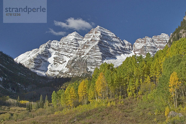Pappeln (Populus) im Herbst  schneebedeckte Berge  Maroon Bells  Colorado  USA