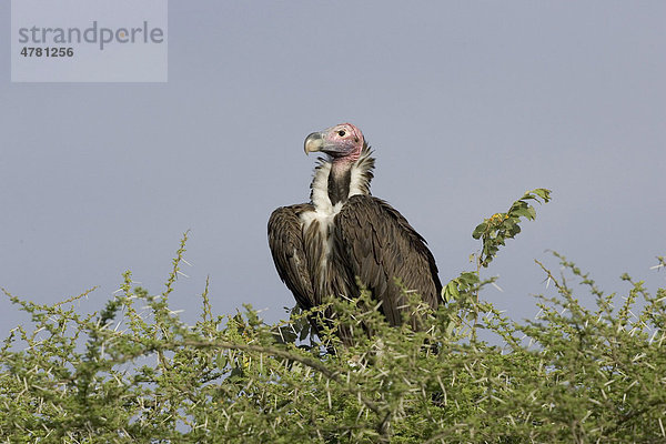 Ohrengeier (Torgos tracheliotos)  auf Baum  Serengeti  Tansania  Afrika