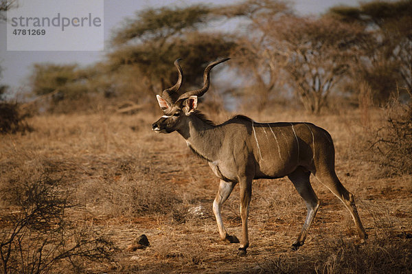 Großer Kudu (Tragelaphus strepsiceros)  Kenia  Afrika