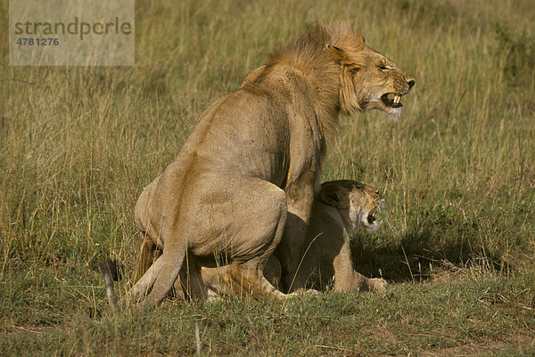 Löwe (Panthera leo)  Pärchen  bei der Paarung  Samburu  Kenia  Afrika