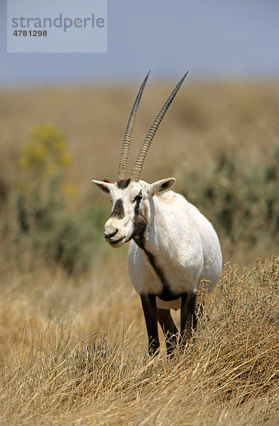 Arabische Oryx oder Weiße Oryx (Oryx leucoryx)  Alttier  Shaumari  Jordanien  Südwest-Asien