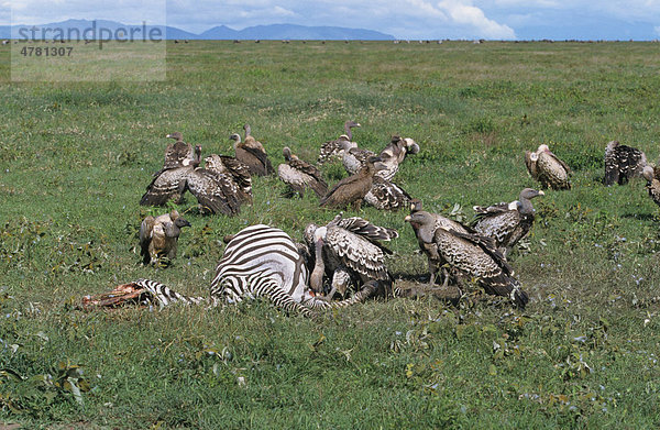 Sperbergeier (Gyps rueppellii)  beim Fressen von einem Zebra-Kadavers  Serengeti  Tansania  Afrika
