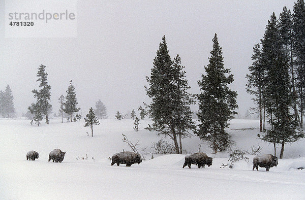 Amerikanisches Bison oder Büffel (Bison bison)  in Winterlandschaft  Yellowstone  USA