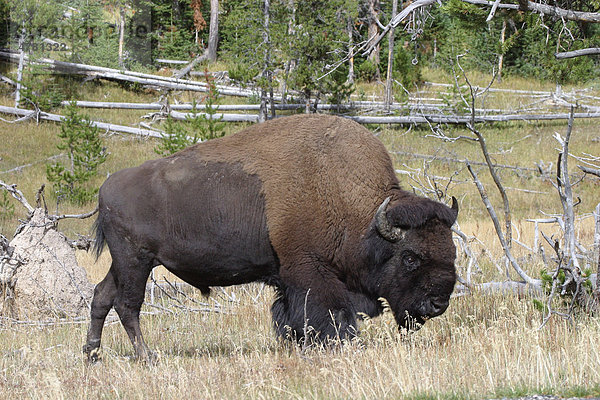 Amerikanisches Bison oder Büffel (Bison bison)  Bulle  Yellowstone-Nationalpark  USA