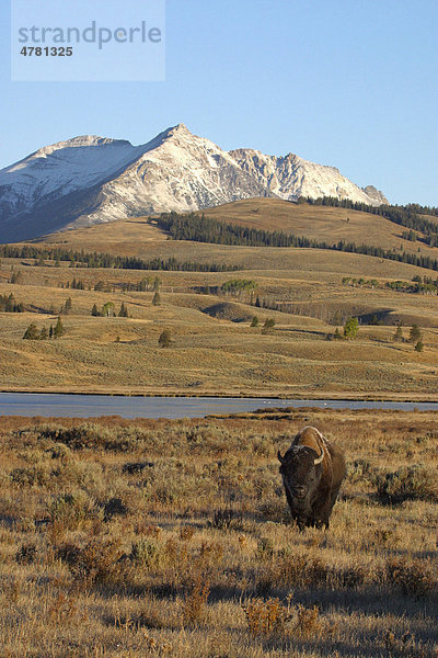 Amerikanisches Bison oder Büffel (Bison bison)  Bulle  vor dem Gipfel des Electric Peak und Swan Lake  Yellowstone  USA