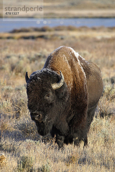 Amerikanisches Bison oder Büffel (Bison bison)  mit Morgenfrost bedecktes Tier  Yellowstone-Nationalpark  USA