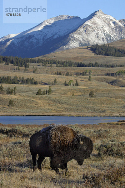Amerikanisches Bison oder Büffel (Bison bison)  vor dem Gipfel des Electric Peak und Swan Lake  Yellowstone-Nationalpark  USA
