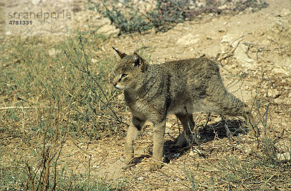 Rohrkatze oder Sumpfluchs (Felis chaus)  beim Wandern auf ausgetrocknetem Boden  Israel  Naher Osten