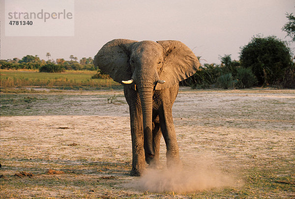 Afrikanischer Elefant (Loxodonta africana)  beim Aufwirbeln von Staub  Botswana  Afrika