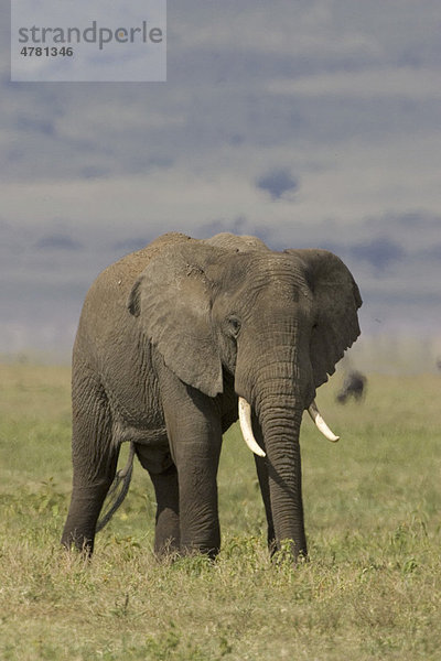 Afrikanischer Elefant (Loxodonta africana)  Bulle  Ngorongoro-Krater  Tansania  Afrika