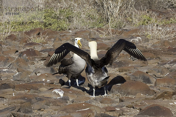 Galapagos-Albatros (Diomedea irrorata)  Balzverhalten  Espanola Island  Galapagos-Inseln  Pazifischer Ozean