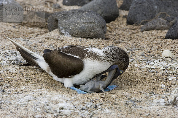 Blaufußtölpel (Sula nebouxii excisa)  füttert Jungtier durch Hervorwürgen der Nahrung  Galapagos-Inseln  Pazifik