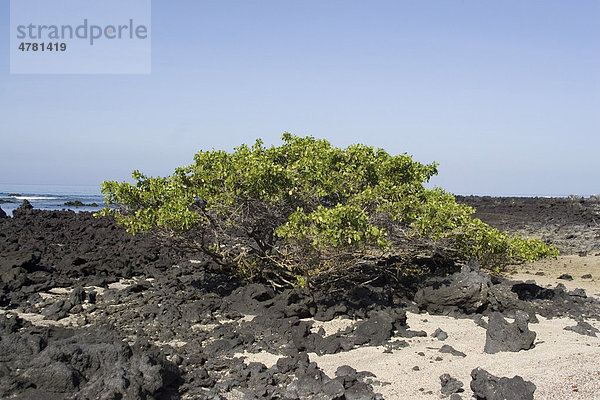 Weiße Mangrove (Laguncularia racemosa)  Galapagos-Inseln  Pazifik