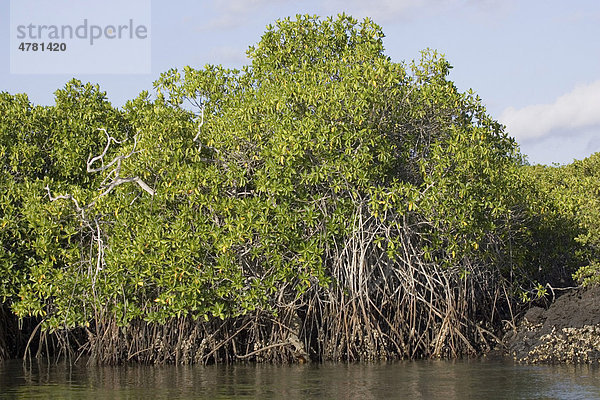 Rote Mangrove (Rhizophora mangle)  Galapagos-Inseln  Pazifik
