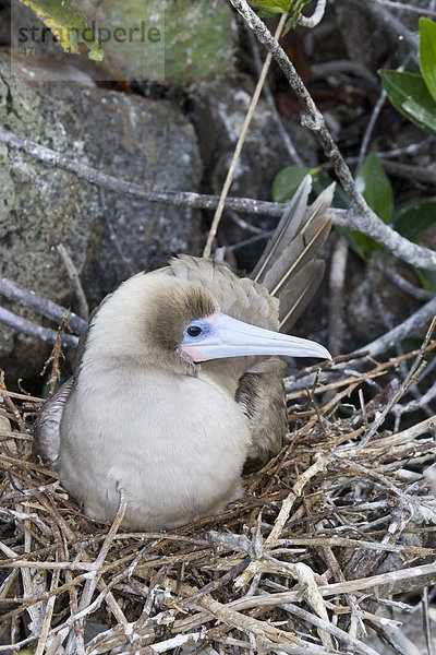 Rotfußtölpel (Sula sula websteri) sitzt auf Nest  Galapagos-Inseln  Pazifik