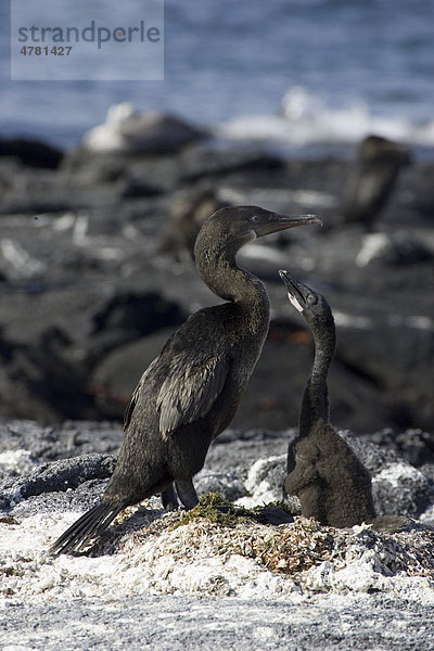 Flugunfähige Galapagosscharbe oder Stummelkormoran (Phalacrocorax harrisi)  am Nest mit Jungen  Galapagos-Inseln  Pazifik