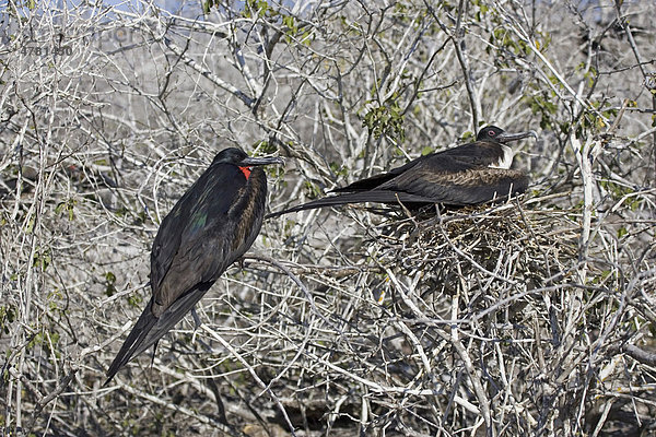 Bindenfregattvogel (Fregata minor ridgwayi)  Altvögel  Männchen und Weibchen auf Nest  Insel Genovesa  Galapagos-Inseln  Pazifik