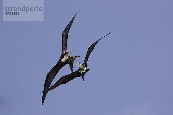 Bindenfregattvogel (Fregata minor ridgwayi). ausgewachsenes Weibchen im Flug mit Jungvogel  Insel Genovesa  Galapagos-Inseln  Pazifik