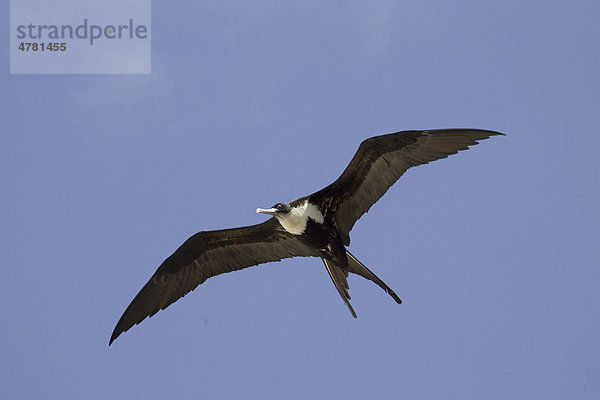 Bindenfregattvogel (Fregata minor ridgwayi)  ausgewachsenes Weibchen im Flug  Insel Genovesa  Galapagos-Inseln  Pazifik