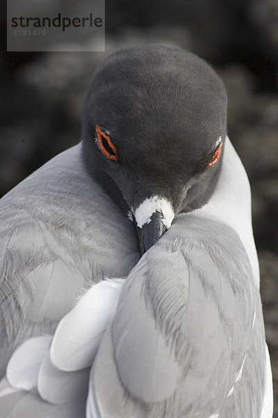 Gabelschwanzmöwe (Larus furcatus)  Galapagos-Inseln  Pazifik