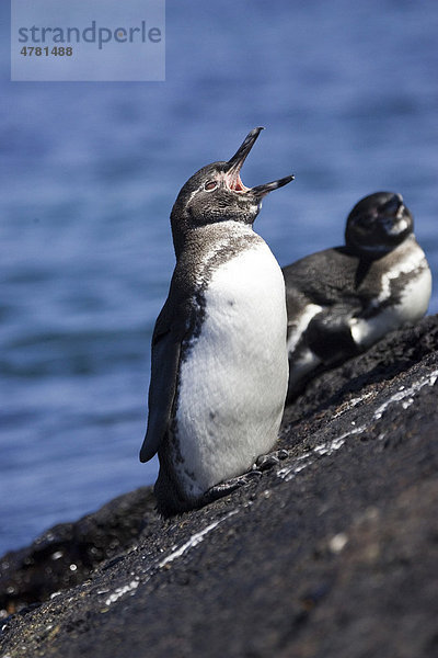 Gal·pagos-Pinguin (Spheniscus mendiculus)  rufend  Galapagos-Inseln  Pazifik