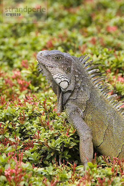 Grüner Leguan (Iguana iguana)  Ecuador  Südamerika  Amerika