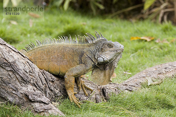 Grüner Leguan (Iguana iguana)  Ecuador  Südamerika  Amerika