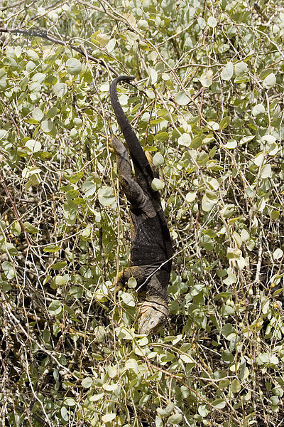 Drusenkopf oder Galapagos-Landleguan (Conolophus subcristatus)  beim Fressen an einem Baum  Insel Plaza Sur  Galapagos-Inseln  Pazifik