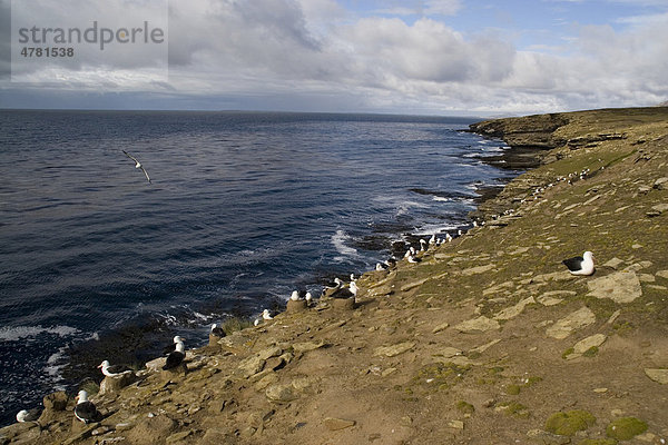 Schwarzbrauenalbatros (Thalassarche melanophrys  Diomedea melanophris)  Brutkolonie auf Saunders Island  Falkland-Inseln  Südatlantik