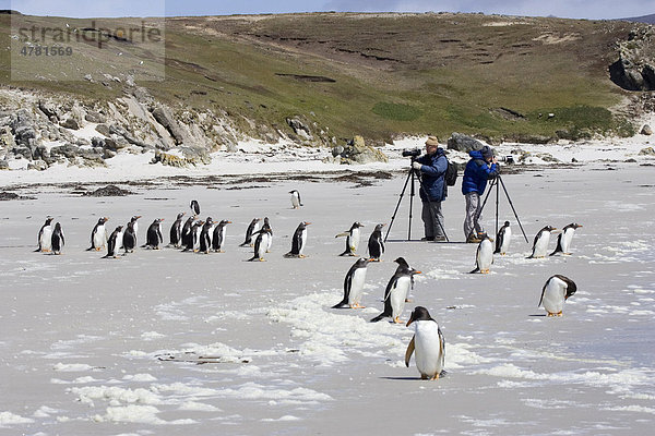 Eselspinguine (Pygoscelis papua)  Touristen beim Fotografieren von Penguinen am Sandstrand  Falkland-Inseln  Südatlantik