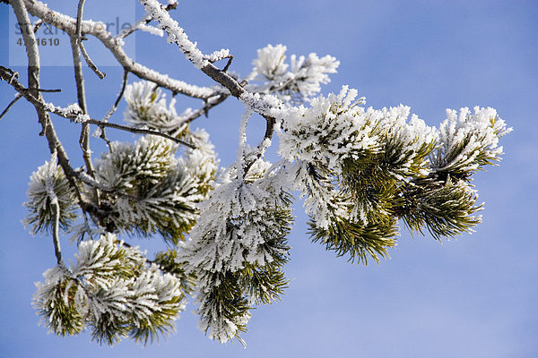 Mit Frost bedeckete Pinienzapfen (Pinus)