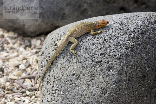 Gal·pagos Lavaechse (Microlophus albemarlensis)  Insel Seymour Norte  Galapagos-Inseln  Pazifik