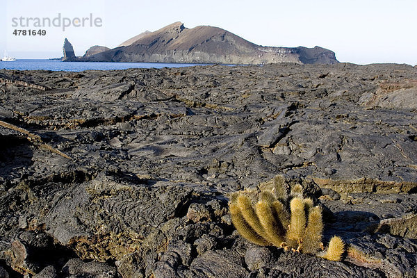 Lavakaktus (Brachycereus nesioticus)  Blick auf Bartolome Island von den schwarzen Lavafeldern von Santiago  Gal·pagos-Inseln  Pazifischer Ozean