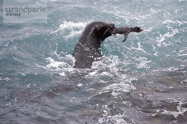 Mähnenrobbe oder Südamerikanischer Seelöwe (Otaria flavescens)  beim Töten eines Felsenpinguins  Falkland-Inseln  Südatlantik