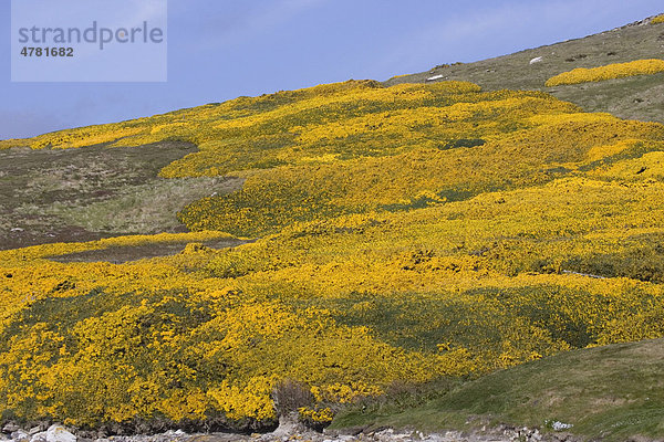 Stechginster (Ulex europaeus)  in Blüte  Falkland-Inseln  Südatlantik