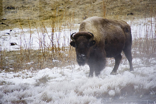 Amerikanischer Bison oder Büffel (Bison bison)  im Stand am dampfenden Wasser  Yellowstone-Nationalpark  USA