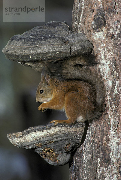 Eichhörnchen (Sciurus vulgaris) auf Baumpilz