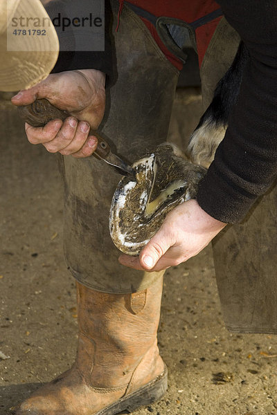 Hufschmied beim Beschneiden eines Pferdehufs mit einem Hufmesser