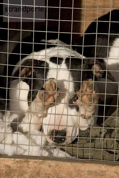 Staffordshire Bullterrier sieht aus Käfig hinaus
