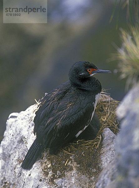 Felsenscharbe (Phalacrocorax magellanicus)  Kormoran  im Nest  Falklandinseln  Süd-Atlantik