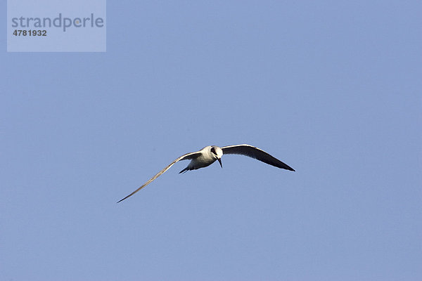 Sumpfseeschwalbe oder Forster-Seeschwalbe (Sterna forsteri)  Jungvogel