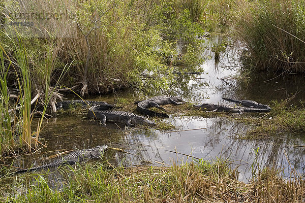 Mississippi-Alligator oder Hechtalligator (Alligator mississippiensis)  ruht in Sumpf  Everglades  Florida  USA  Amerika