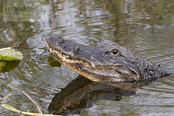 Mississippi-Alligator oder Hechtalligator (Alligator mississippiensis)  Everglades  Florida  USA  Amerika
