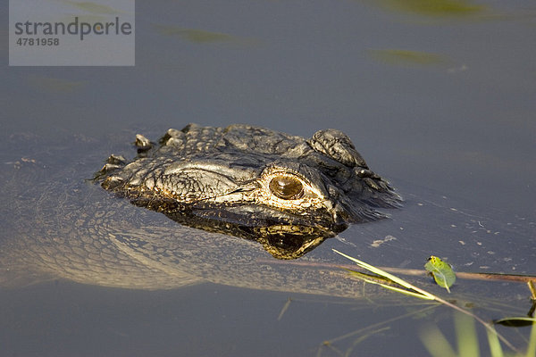 Mississippi-Alligator oder Hechtalligator (Alligator mississippiensis)  Everglades  Florida  USA  Amerika