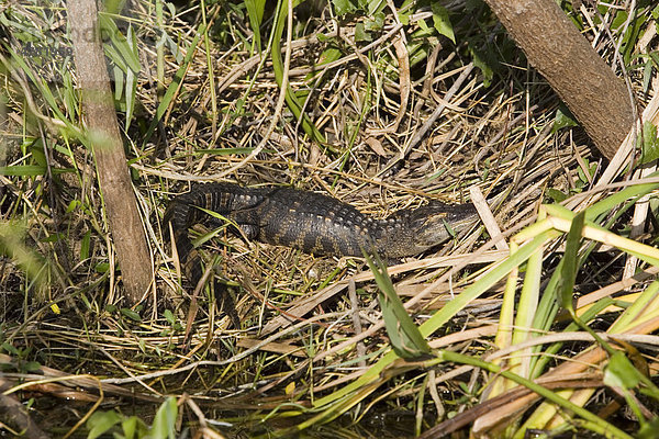 Mississippi-Alligator oder Hechtalligator (Alligator mississippiensis)  Jungtier  Everglades  Florida  USA  Amerika