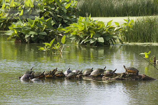 Florida-Rotbauch-Schmuckschildkröte (Pseudemys nelsoni)  Gruppe ruht auf einem Baumstamm  Everglades  Florida  USA  Amerika