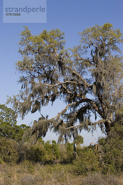 Louisianamoos oder Spanisches Moos (Tillandsia usneoides) wächst an einem Baum  Florida  USA  Amerika