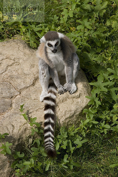 Katta (Lemur catta)  Zoo von Colchester  Essex  England  Großbritannien  Europa