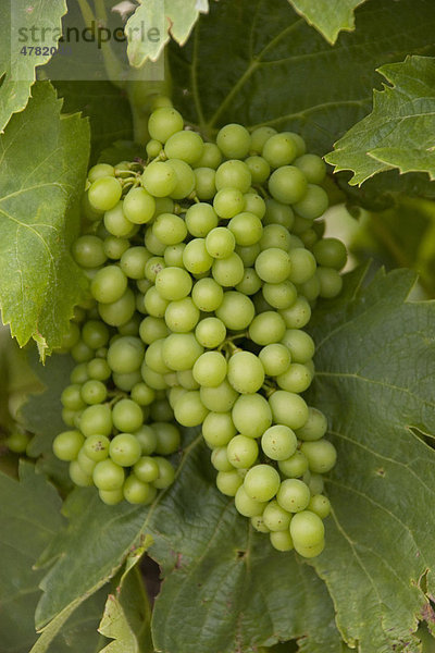 Junge weiße Weintrauben